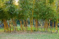 Bambusa vulgaris. San Giuliano Estate. Sicily, Italy