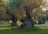 Olive trees at sunset in the garden. San Giuliano Estate. Sicily, Italy