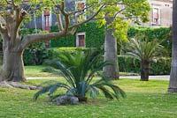Plantings of Macrozamia moorei in the broad grassed lawn in front of the villa. San Giuliano Estate. Sicily, Italy