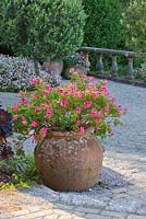 Terracotta container planted with scented pelargoniums in The Mediterranean Garden, Tresco Abbey Garden, Tresco, Isles of Scilly. 