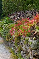 Aeoniums in mixed border with drystone walls, in the Mediterranean Garden, Tresco Abbey Garden, Tresco, Isles of Scilly. 