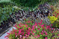 Aeoniums in mixed border in the Mediterranean Garden, Tresco Abbey Garden, Tresco, Isles of Scilly. 