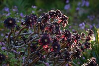 Aeoniums in The Mediterranean Garden, Tresco Abbey Garden, Tresco, Isles of Scilly. 