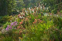Leucopermum and Watsonias growing on hillside.  Tresco Abbey Garden, Tresco, Isles of Scilly. 