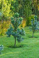 Leucadendron Argenteum - Silver Tree. Tresco Abbey Garden, Tresco, Isles of Scilly. 