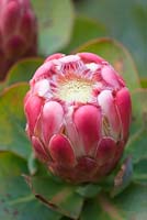Protea Grandiceps - closeup 