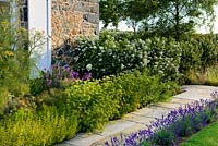 Path beside house with lavender and fennel. Hedge of Escallonia 'Iveyi'. 