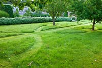 Symmetrical grass paths in lawn in orchard with hebe hedge. Poulton House Garden, Wiltshire. 