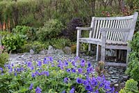 Geranium magnificum with wooden bench. Foamlea Gardens, Mortehoe, Devon