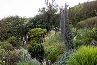 Foamlea Gardens, Woolacombe, Devon. Echium 'Pininana'