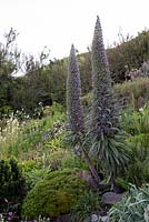 Echium Pininana. Foamlea Gardens, Woolacombe, Devon