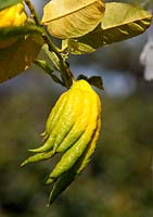 Citrus medica var. sarcodactylis, 'Buddhas Hand' -  Fingered Citron. A single ripe fruit