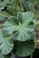Pelargonium sidoides. Close up of the leaves of a South African Geranium also know as Umckaloabo