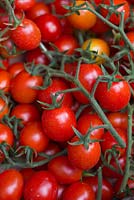 Lycopersicon esculentum, 'Flavorino'. Trusses of small red egg shaped, Tomatoes, 