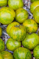 Lycopersicon esculentum, 'Green Zebra'. Medium sized yellow and green striped Tomatoes diplayed on shredded newspaper.