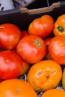 Large irregularly shaped Tomatoes, Lycopersicon esculentum, 'Hungarian Heart', ranging in colour from yellow, orange to red, displayed on shredded newspaper.