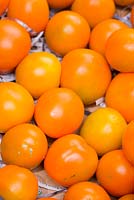 Lycopersicon esculentum, 'Jaune Flamme'. Medium sized round Tomatoes yellow, orange in colour displayed on shredded newspaper.