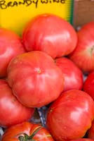 Large irregularly shaped Tomatoes, Lycopersicon esculentum, 'Brandywine'