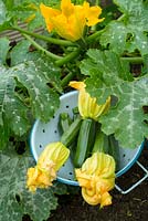 Freshly harvested baby courgettes with flowers attached, variety 'Defender'.
