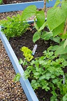 Successional sowing, a pinch of lettuce, 'Tom Thumb' growing between Coriander and Flat leaved parsley.