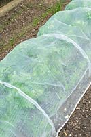 Carrots 'Resistafly', growing under insect mesh tunnel to protect against carrot fly.