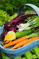 Summer vegetable harvest of Spring Onions 'Ramrod', Carrots 'Flyaway', Beetroot 'Rhonda' 
