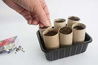 Gardening for Children - Grow sweetpea seeds in toilet roll holders - 3 seeds per tube