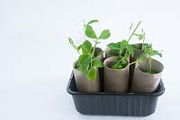 Gardening for Children - Grow sweetpea seeds in toilet roll holders - Keep moist and light after germination