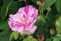 Rosa 'Mundi' - Gallica Rose