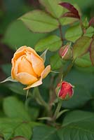 Rosa 'Roald Dahl' - English Musk Rose