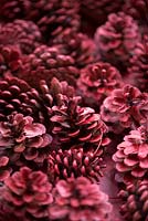 Red fir cones for the Christmas wreath making workshop. December, St Francis Cottage
