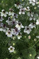 Nigella papillosa 'African Bride' - Love-in-a-mist with bee. August