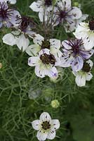 Nigella papillosa 'African Bride' - Love-in-a-mist with bee and other insects, August