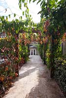 Stone paved walkway leading to house with a timber pergola, covered in Thunbergia mysorensis 'Mysore Trumpetvine' with bi-coloured maroon and yellow pendulous flowers.