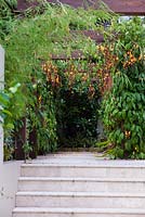 Stone steps going up to a timber pergola covered in flowering Thunbergia mysorensis 'Mysore Trumpetvine' leading to a garden with variegated Bromeliads and a Magnolia 'Little Gem'.