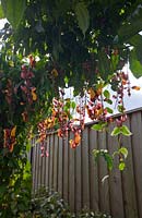 Thunbergia mysorensis 'Mysore Trumpetvine', with bi-coloured maroon and yellow pendulous flowers growing on a pergola in front of a timber lapped and capped fence.