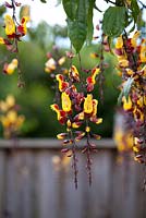 Thunbergia mysorensis 'Mysore Trumpet Vine'  with pendulous red and yellow flowers.
