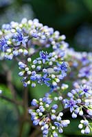 Dichroa febrifuga, Evergreen Hydrangea, flower heads with open dark blue flowers and pale blue and white unopened buds.