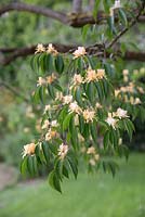 Lonicera maackii, 'Amur Honeysuckle', large shrub with white to pale orange honeysuckle flowers.