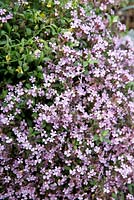 Saponaria ocymoides, 'Soapwort', covered in masses of pale pink flowers growing in a rocky embankment, Jardins des Plantes, Paris, France.