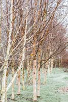 Betula - Group of seven birches in the Birch Grove including Betula utilits var. jacquemontii 'Doorenbos' and pink tinged Betula albosinensis 'Hergest'.