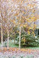 Betula utilis var. jacquemontii 'Grayswood Ghost' hanging on to its yellow leaves.