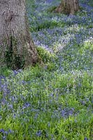 Sloping valley sides in The Dell are covered with bluebells and starry white stitchwort.