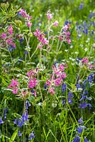 Silene dioica - Red campion amongst bluebells and greater stitchwort in the Dell.