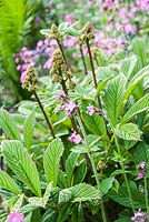 Rodgersia pinnata mingles with the pink flowers of Silene dioica, red campion.