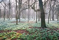Beech woods carpeted in snowdrops, Galanthus nivalis. Welford Park, Newbury, Berks, UK