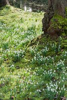 Grass along each side of the drive is colonised by masses of snowdrops, Galanthus nivalis. Welford Park, Newbury, Berks, UK