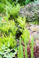 Ferns, heuchera and purple sage beside the small stream that runs through the garden.