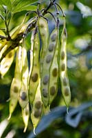 Piptanthus nepalensis - Evergreen Laburnum seedpods
