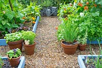 Pea shingle path between small raised bed plots planted with runner beans, with pots of herbs and watering cans.